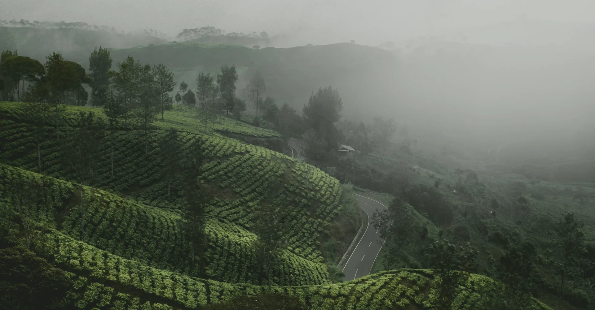 Bali Bird Walk countryside landscape near Ubud